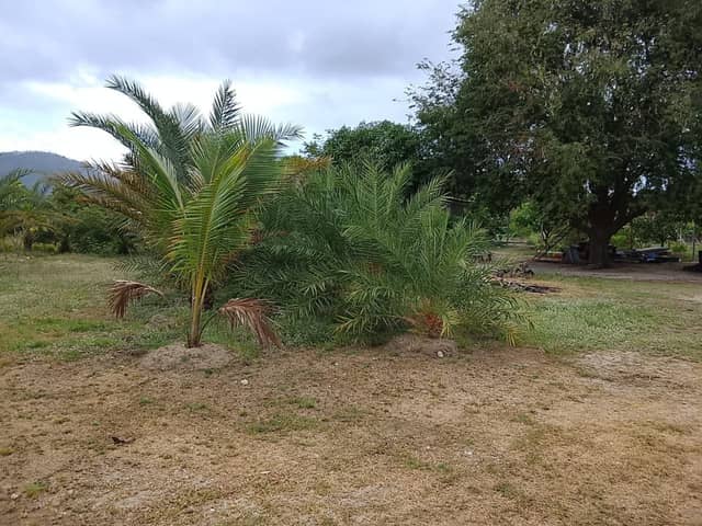 Chaweng Lake View 4.1 Rai Land for Rent — photo 2