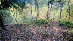 12 Rai (19,200 sqm) Mixed-Terrain Land with Sea Views in Nathon — photo 6