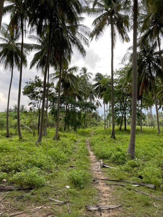 4 Rai Land – Only 150 Meters to the beach in Na Mueang