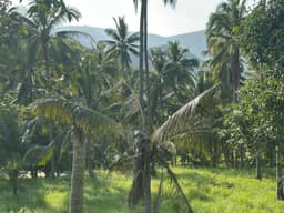Beautiful 6 rai plot of land for rent at a special price of only 18,000 baht per rai per month. — photo 4