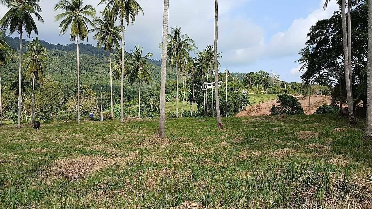 25 Rai (40,000 sq.m.) of Prime Jungle Land — One holding, sold whole
