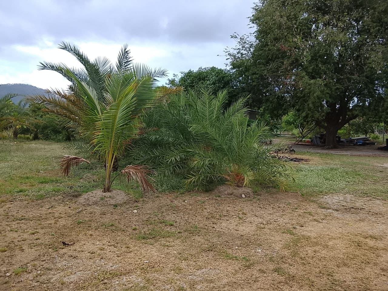 Chaweng Lake View 4.1 Rai Land for Rent — Water along one whole side