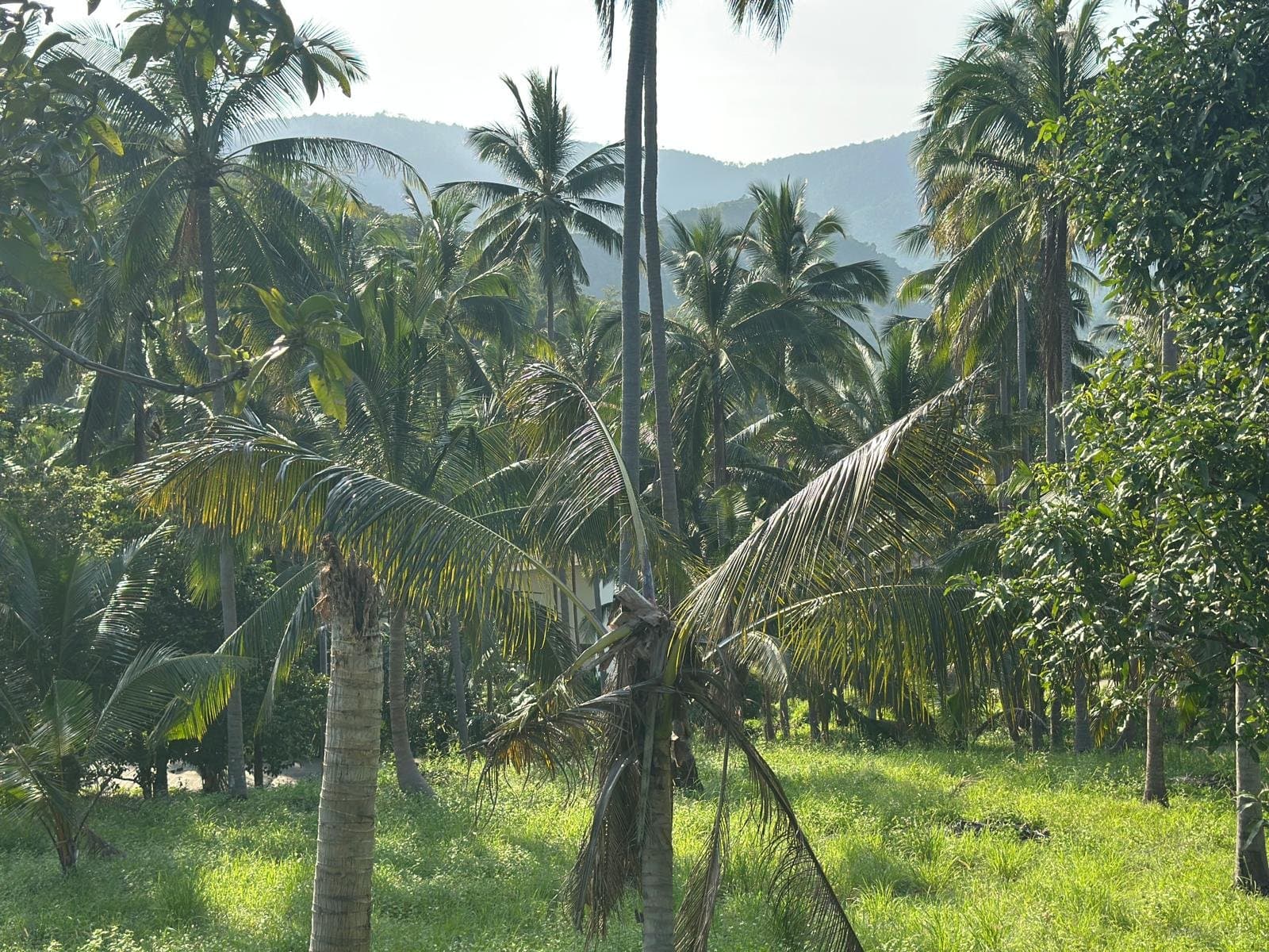 Beautiful 6 rai plot of land for rent at a special price of only 18,000 baht per rai per month. — Flat ground ready to build