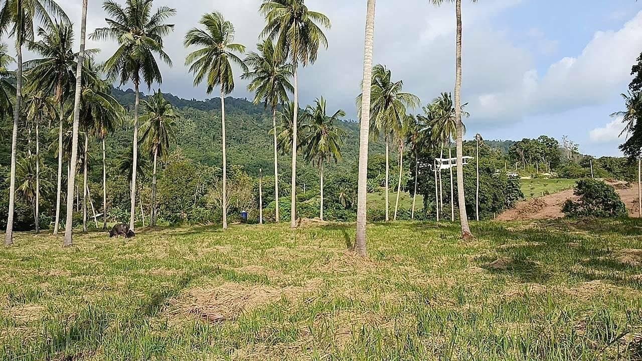 25 Rai (40,000 sq.m.) of Prime Jungle Land — Green land that stays green