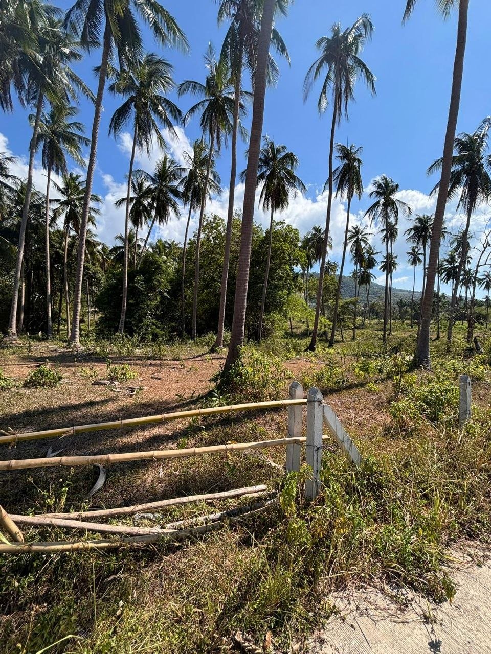 Land for Long-Term Lease in Mae Nam — Between Maenam and Nathon